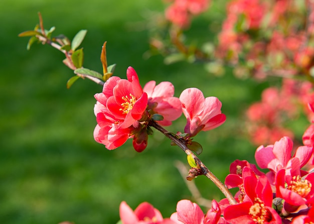 Beautiful branch with red flowers