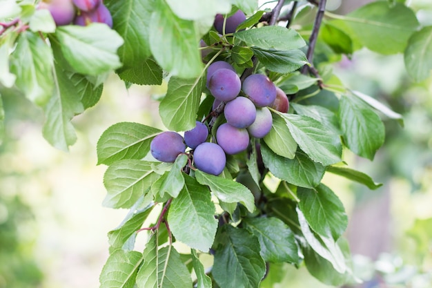 Beautiful branch with a ripe blue plum in the garden.