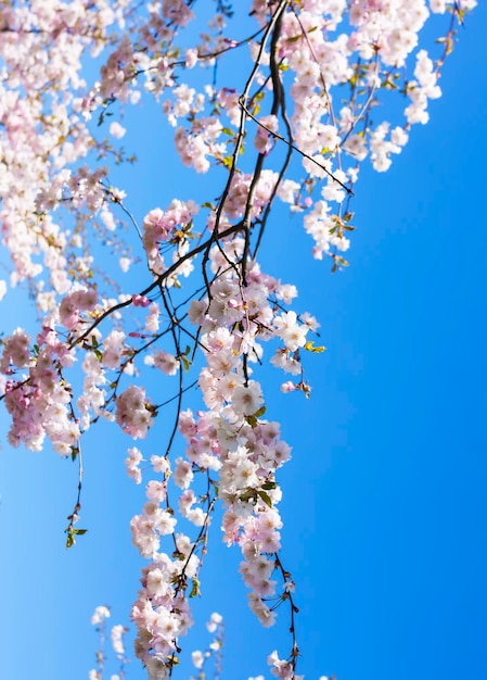 Beautiful branches of pink cherry or Sakura flowers in a park Spring blossoms on blue sky background