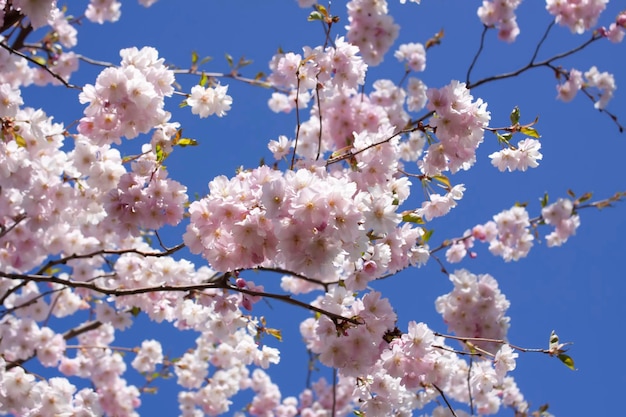 Beautiful branches of pink cherry or Sakura flowers in a park Spring blossoms on blue sky background