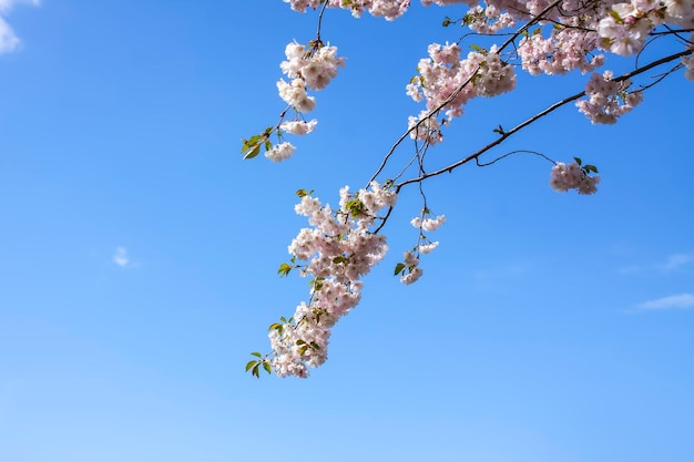 Beautiful branches of pink cherry or Sakura flowers in a park Spring blossoms on blue sky background