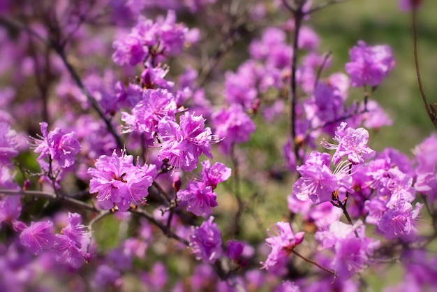 Beautiful branches with flowers rosemary on the background of the sky.