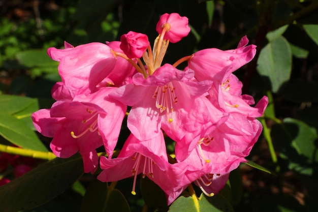 Beautiful and bright branch of blooming azalea in the garden