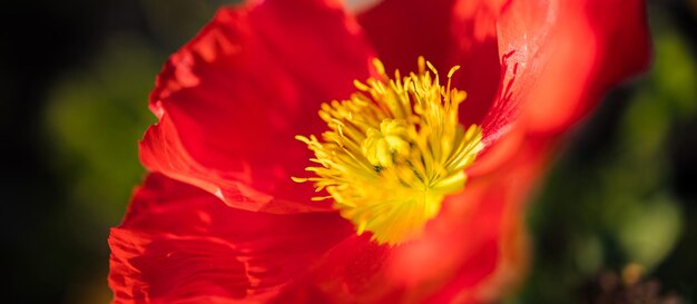 Beautiful bright colorful multicolored yellow white red purple pink blooming tulips in garden