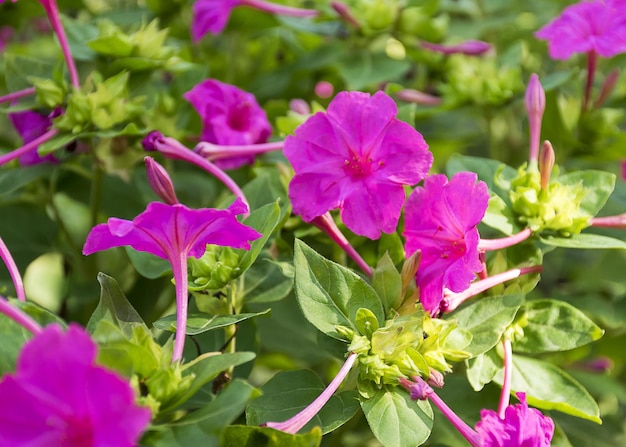 Beautiful bright flower grows in the garden Red flower An interesting texture of flowers Ornamental plant for the garden Garden decoration