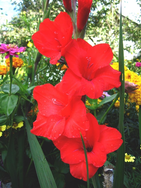 Beautiful and bright flower of red gladiolus