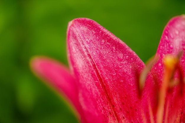 Beautiful bright flower Red lily macro photo closeup