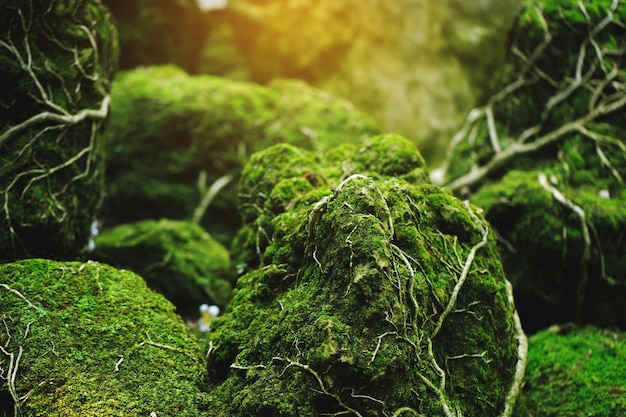 Beautiful Bright Green moss grown up cover the rough stones and on the floor in the forest Show with macro view Rocks full of the moss texture in nature for wallpaper soft focus