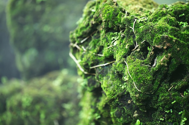 Beautiful Bright Green moss grown up cover the rough stones and on the floor in the forest Show with macro view Rocks full of the moss texture in nature for wallpaper soft focus