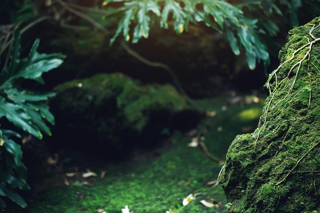 Beautiful Bright Green moss grown up cover the rough stones and on the floor in the forest Show with macro view Rocks full of the moss texture in nature for wallpaper soft focus