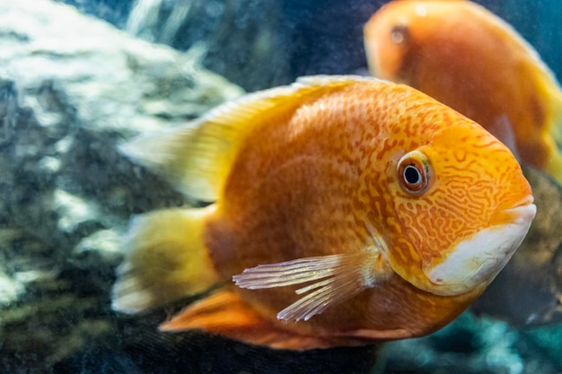 Photo beautiful bright orange red parrot cichlid in an aquarium. cichlasoma. close-up. selective focus.