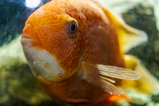 Photo beautiful bright orange red parrot cichlid in an aquarium. cichlasoma. close-up. selective focus.