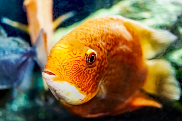 Beautiful bright orange red parrot cichlid in an aquarium. Cichlasoma. Close-up.