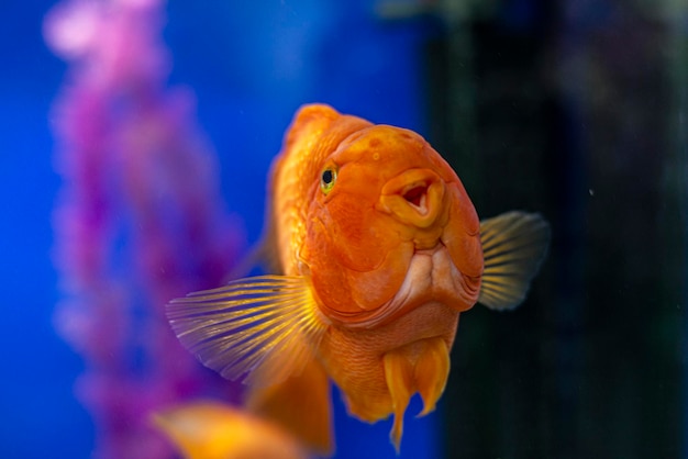 Beautiful bright orange red parrot close up cichlid in an aquarium