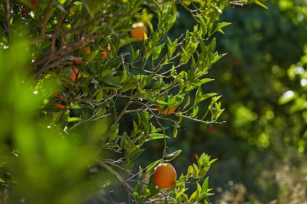 Beautiful bright orange tree on sunny day Tropical weather Vacation concept Copy space High quality photo