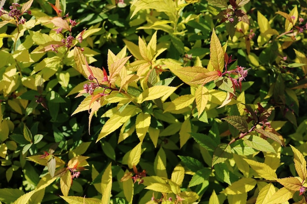 Beautiful bright photo of green plants background with greenery