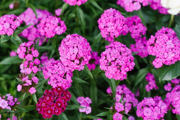 Beautiful bright pink flowers of Turkish carnation in the summer garden