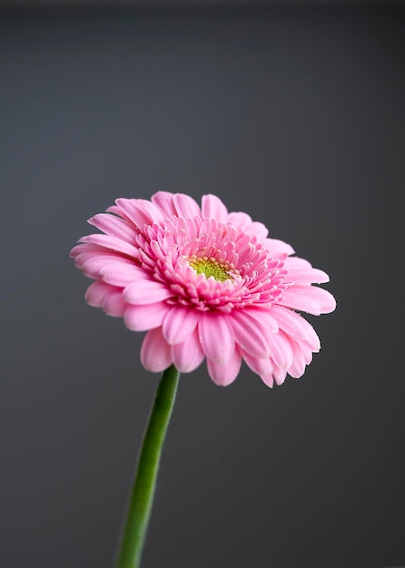 Beautiful bright pink gerbera on a gray background