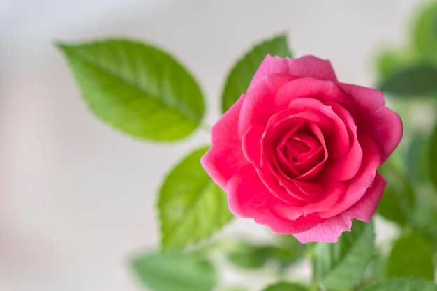 Beautiful bright pink rose blooming flower closeup with green leaves on light background copy space