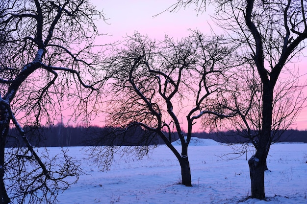 Beautiful bright sunset evening Beautiful pink sky with dark tree branches in the background