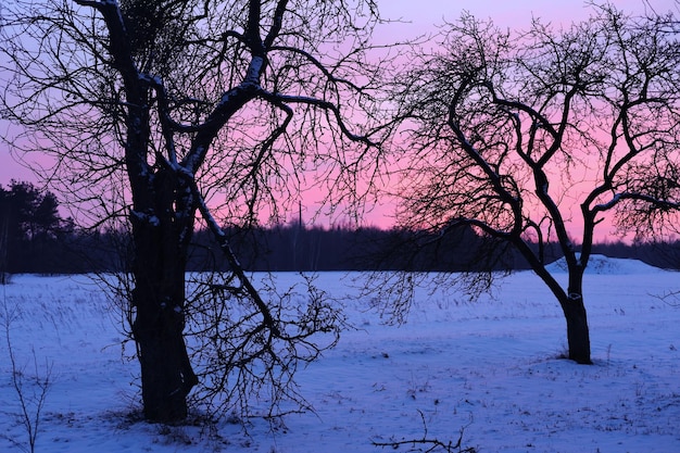 Beautiful bright sunset evening Beautiful pink sky with dark tree branches in the background