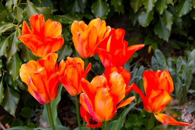 Beautiful bright tulips bloom in spring on a sunny day