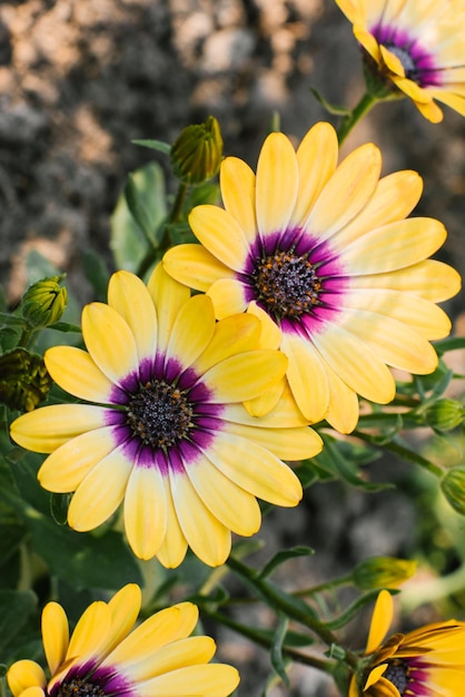 Beautiful bright yellow flowers of osteospermum in the garden