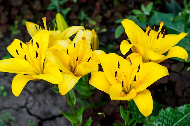 Beautiful bright yellow lily