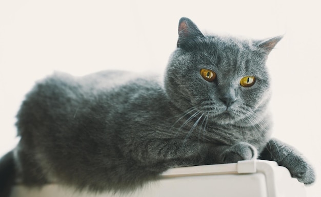 Photo beautiful british shorthair cat sits on a window in the room of the house