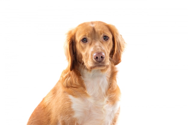 Beautiful brown breton dog