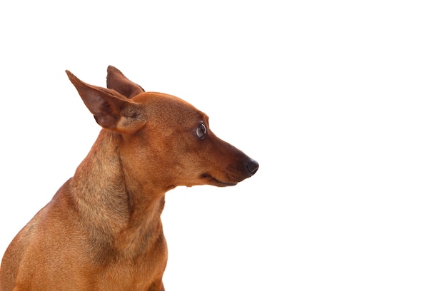 Beautiful brown dog