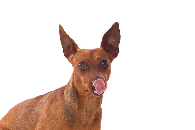 Beautiful brown dog