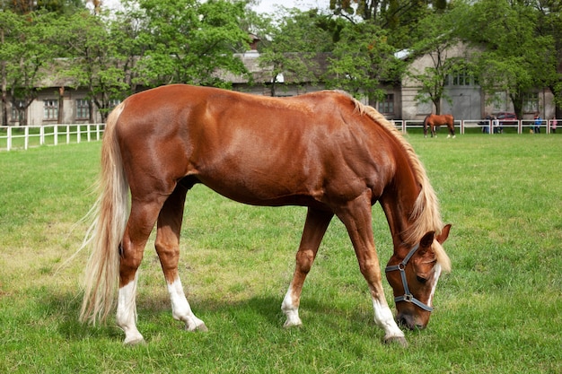 beautiful brown horse eating grass and grazing in a summer field mare graze a grass horse farm