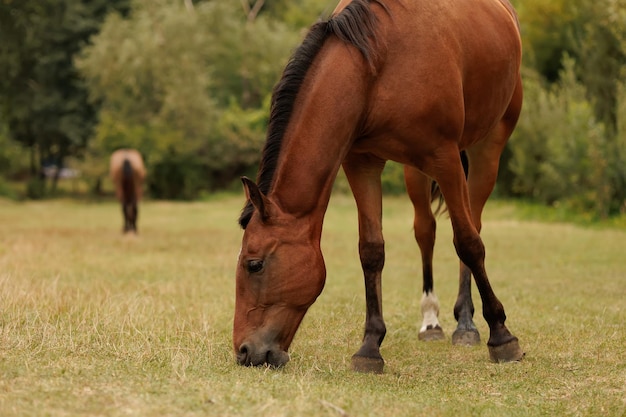 A beautiful brown horse grazes in a meadow against the background of trees