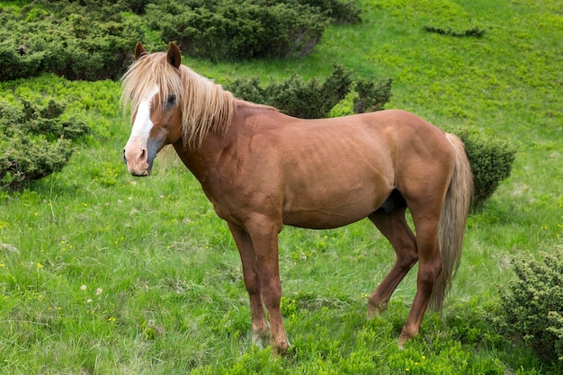 A beautiful brown horse is standing right in the valley