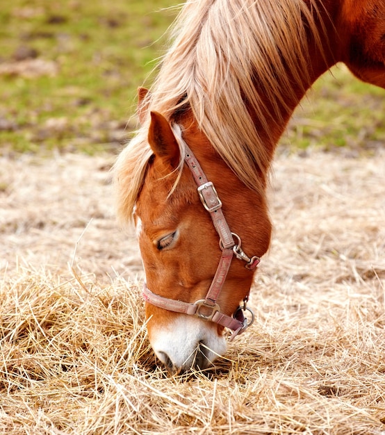 Beautiful brown horse outdoor at daytime Beautiful brown horse outdoor at daytime