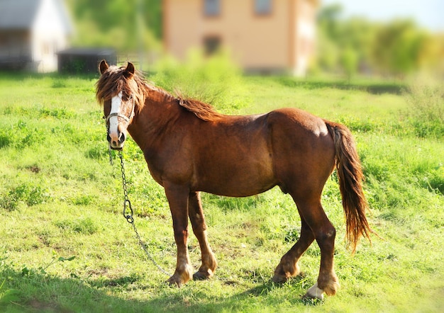 Beautiful brown horse in pasture