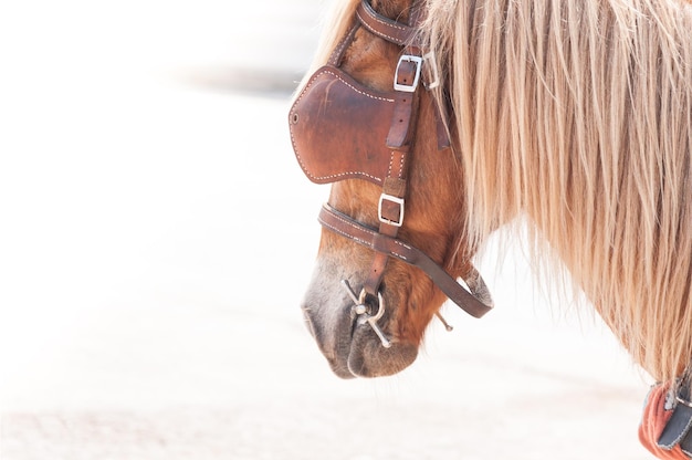 Beautiful brown horsedomesticated animal used by humans as transportation Summer day