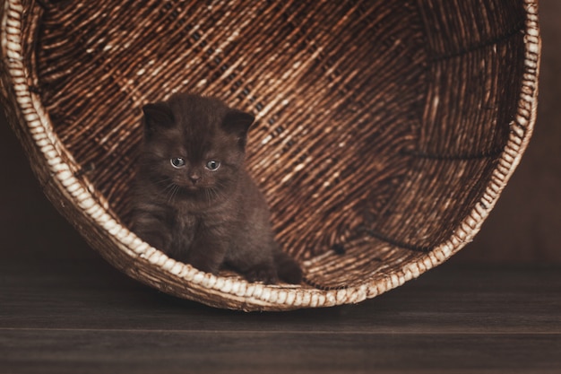 Beautiful brown kitten is hiding in a large basket