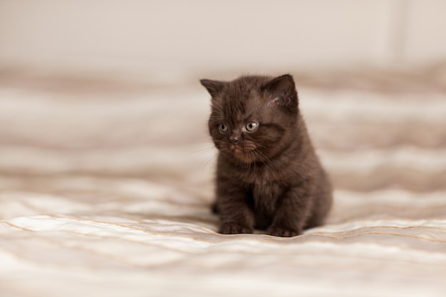 Beautiful brown kitten sits on a plaid