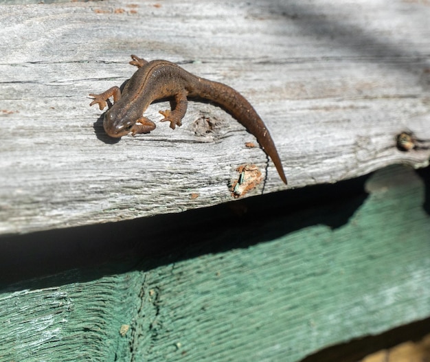 A beautiful brown lizard basks in the sun Lies on a gray stone