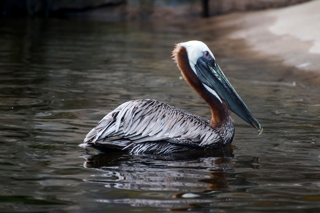 Beautiful Brown Pelican with a long beak