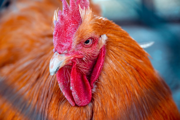 Beautiful brown rooster Portrait of a domestic rooster with a large comb and beard