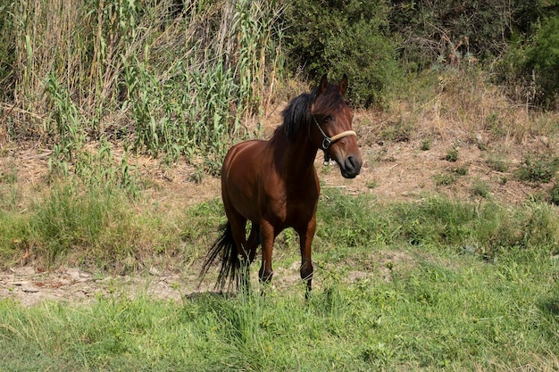 A beautiful brown stallion stands in a field against the backdrop of a forest Horse