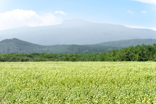 A beautiful buckwheat flower field with sprouts