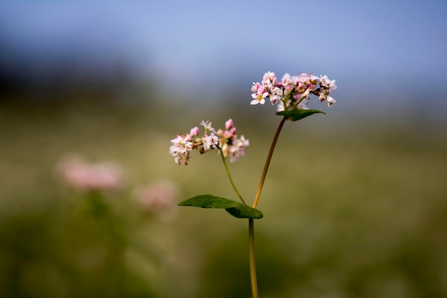 The beautiful buckwheat flowers in the field