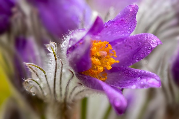 Beautiful bud of blooming  pasque-flower (Pulsatilla vulgaris) in nature in evening sunset close-up macro with soft selective focus. A gentle, delicious image of nature