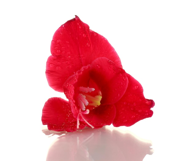 Beautiful bud of red gladiolus isolated on white closeup