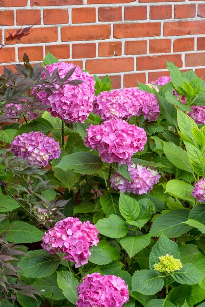 Beautiful budding flowers Shot of garden flowers growing outside