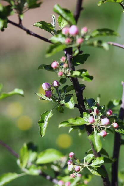 Photo beautiful buds on a branch of an apple tree against the background of a blurred garden